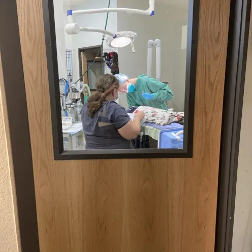 looking through a door's window at The Ark Veterinary Clinic
